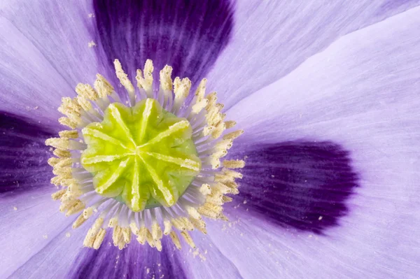 Kapsel av vallmo i blomma säng — Stockfoto