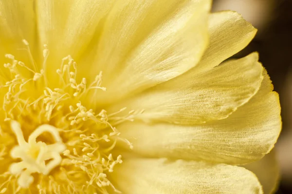 Fleur de cactus aux feuilles effilochées — Photo