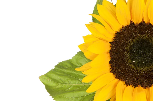 Sonnenblume, alias helianthus annuus, in halbe Scheiben geschnitten — Stockfoto