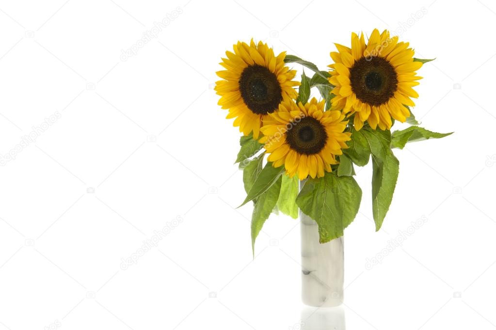 Sunflowers in marble vase and isolated in white