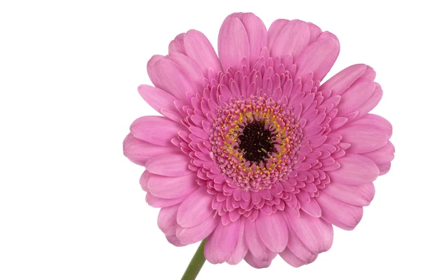 Růžová gerbera extrémní zblízka — Stock fotografie