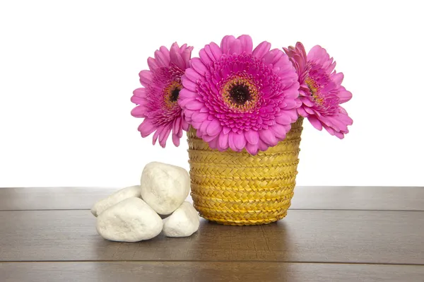 Gerberas rosadas en canasta amarilla con rocas blancas — Foto de Stock