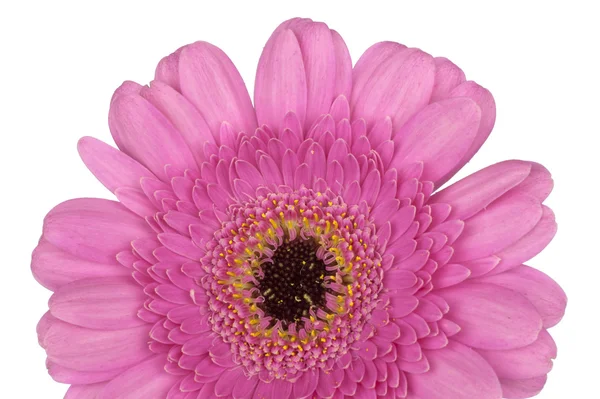 Pembe gerbera makroyu kapatın — Stok fotoğraf