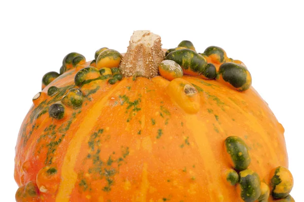 Orange pumpkin green bulbs closeup — Stock Photo, Image