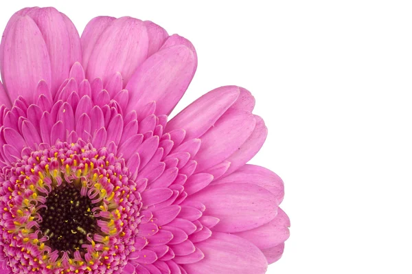 Kern van roze gerbera close-up macro in het nauw gedreven — Stockfoto
