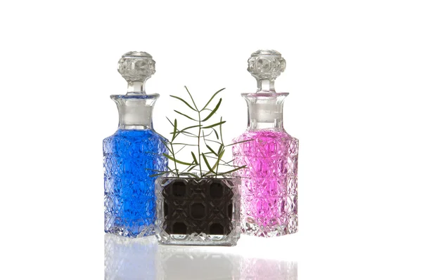 Blue pink glass bottles plant — Stock Photo, Image