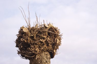 Silinen pollard söğüt gökyüzü