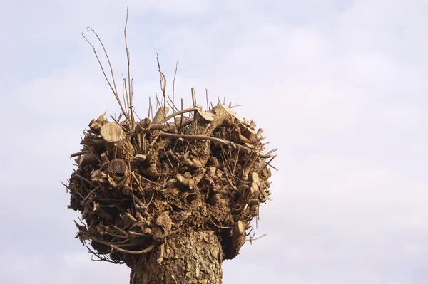 Poda Salgueiro Pollard contra o céu — Fotografia de Stock