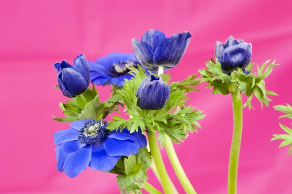 Bouquet of blue windflowers on pink background — Stock Photo, Image