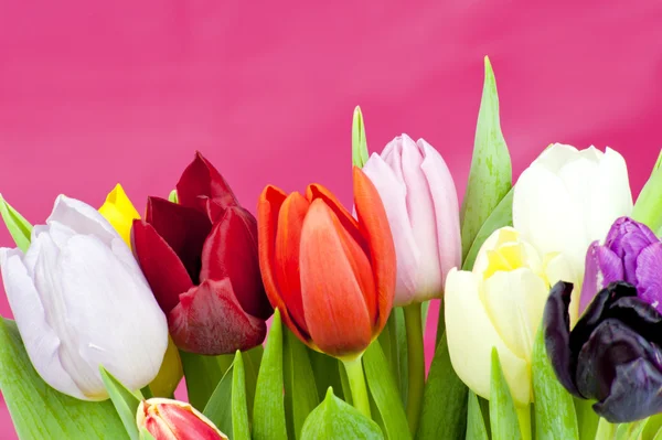 Dutch Tulips on violet background — Stock Photo, Image
