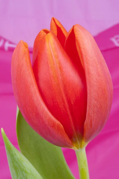 Red Tulip isolated in white — Stock Photo, Image