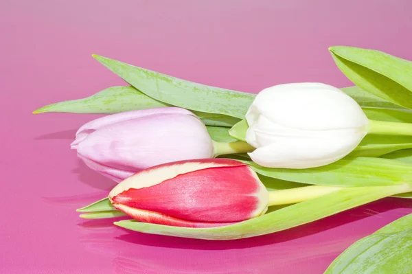 Red and white Tulips on pink background — Stock Photo, Image