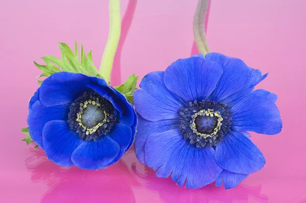 Zwei blaue Anemonen auf rosa Hintergrund — Stockfoto