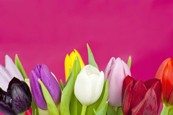 Set of Tulips on violet background — Stock Photo, Image