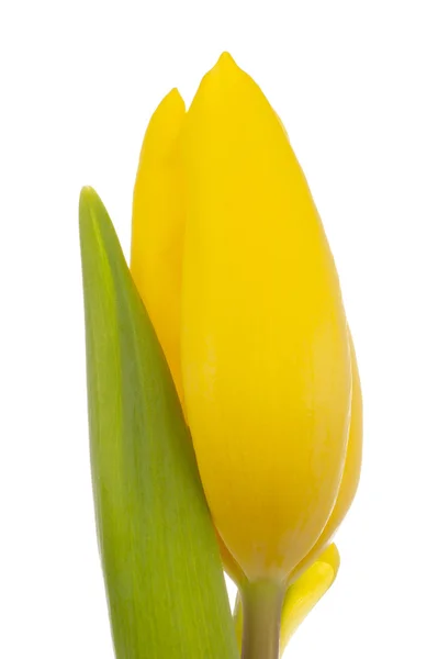 Tulipán amarillo aislado en blanco —  Fotos de Stock