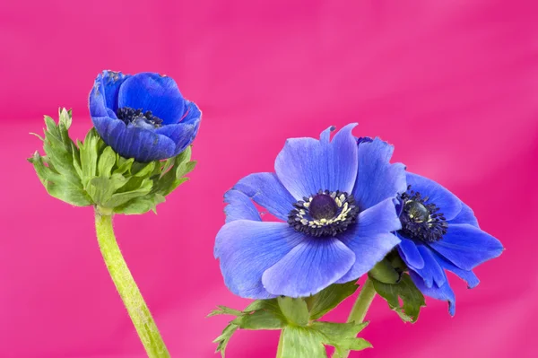 Drie blauwe windflowers op een roze achtergrond — Stockfoto