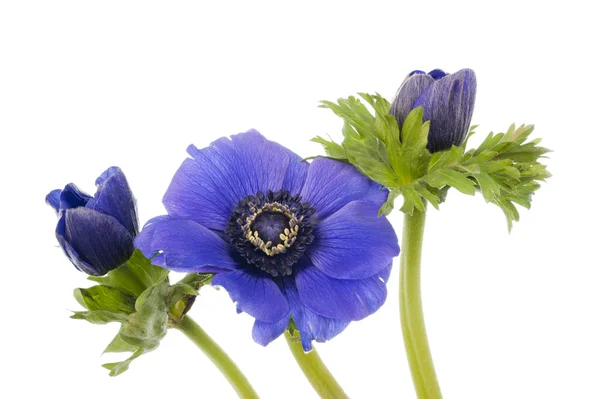 Drei blaue Anemonen auf weißem Hintergrund — Stockfoto