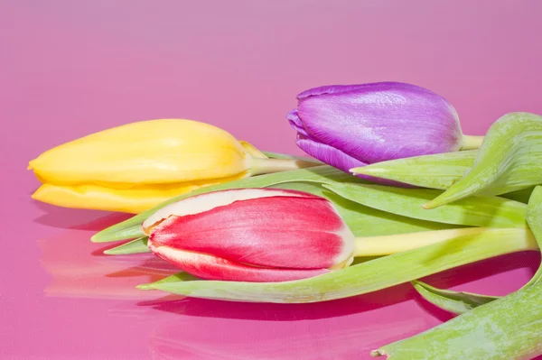 Red yellow and purple Tulips — Stock Photo, Image