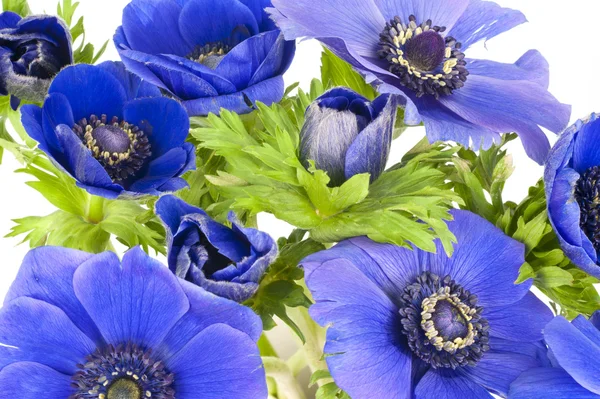 Blauwe windflowers op witte achtergrond — Stockfoto