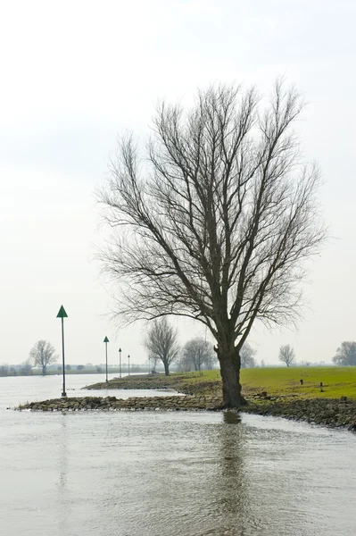 Δίπλα στο ποτάμι με δέντρο σιλουέτα και φάροι — Φωτογραφία Αρχείου