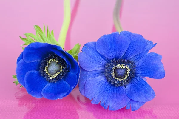 Duas flores azuis em um fundo rosa — Fotografia de Stock