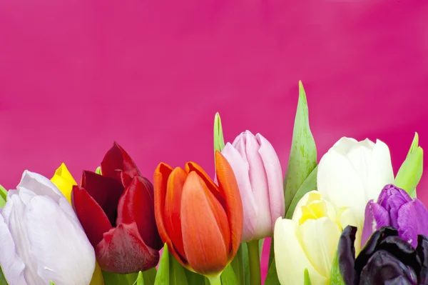 Ramo de tulipanes sobre fondo violeta —  Fotos de Stock