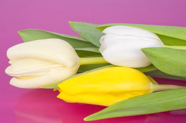 Ramo de tulipanes sobre fondo rosa —  Fotos de Stock