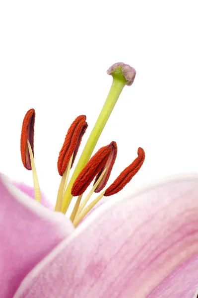 Lily pistil in extreme close up — Stock Photo, Image