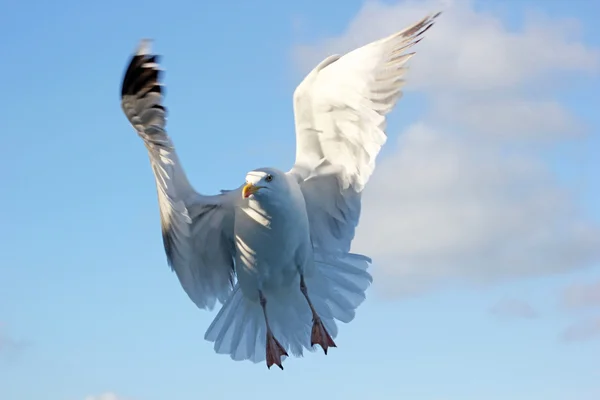 Kamera önünde uçan martı — Stok fotoğraf
