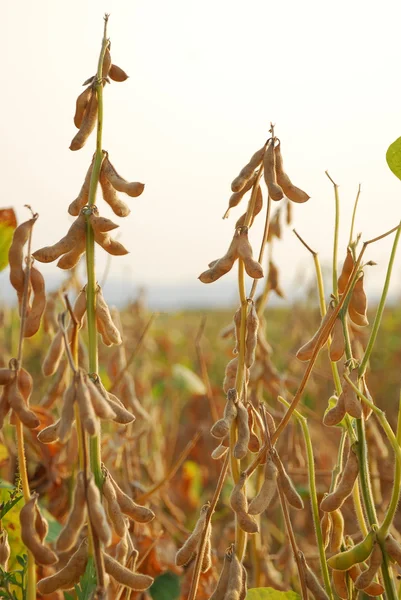 Soy beans — Stock Photo, Image