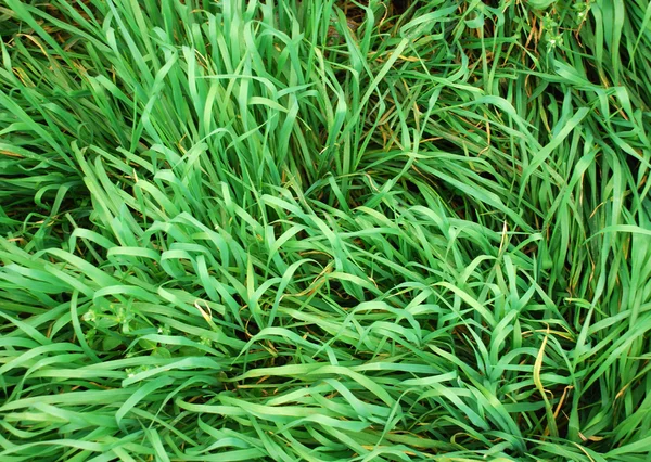 Grass — Stock Photo, Image