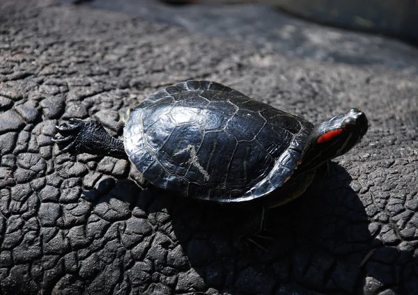 Tortuga — Foto de Stock