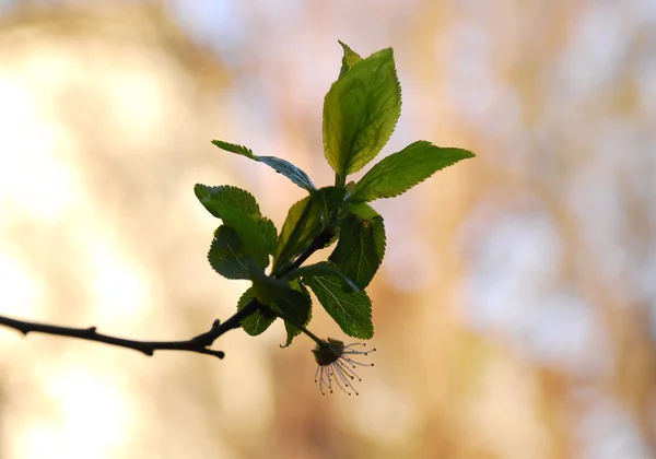 Körsbärsträd — Stockfoto