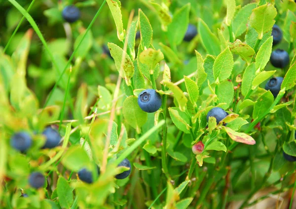 Blueberries — Stock Photo, Image