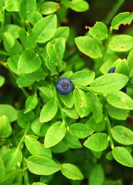 Blueberry — Stok Foto