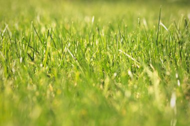 Close-up of fresh sunny green grass background texture. Selective soft focus, copy space.