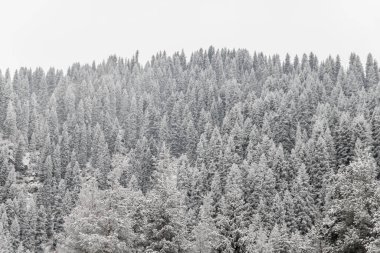 Karda karlı ladin ormanı. Soğuk arka planlı kasvetli kış ormanı.