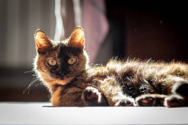 Doméstico Tartaruga Gato Marrom Que Põe Soalho Foco Seletivo — Fotografia de Stock