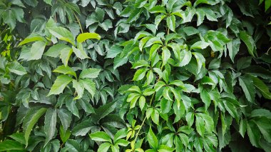 Bahçedeki büyük tırmanma bitkisi çalılığı..