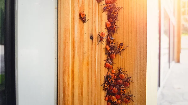 Colony Firebug Pyrrhocoris Apterus Wooden Trim House — Stock Fotó