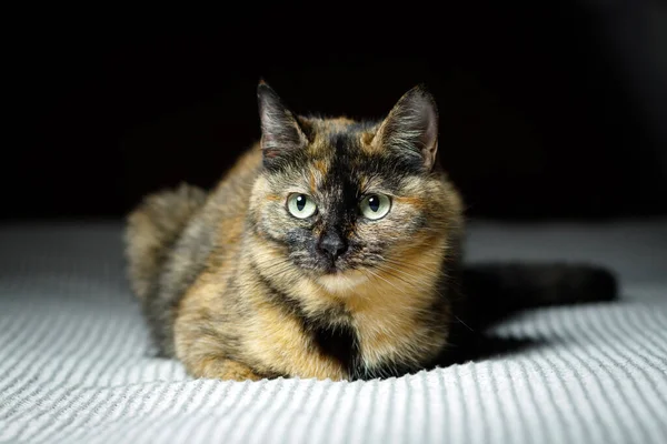 Mongrel domestic cat of tortoiseshell color lies on the bed — Fotografia de Stock