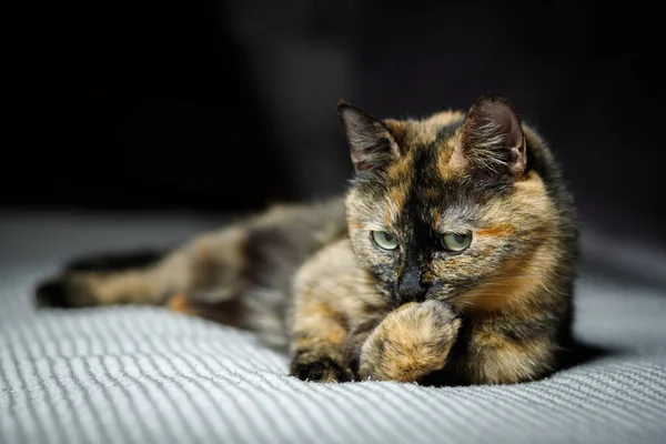 Mongrel Domestic Cat Tortoiseshell Color Hides Its Nose — 스톡 사진
