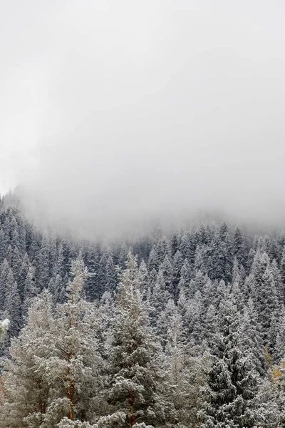 Scenic Foggy Mountain Deep Forest Snowy Fir Trees Vertical Copy — Stock Photo, Image