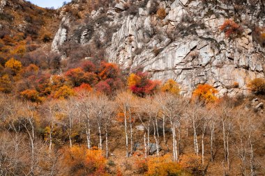 Autumn rock mountain landscape with colorful foliage on trees and bare birches.