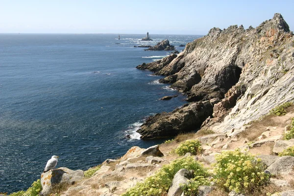 Seagull in brittany — Stock Photo, Image