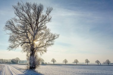 Bir kış ağaç sayesinde güneş