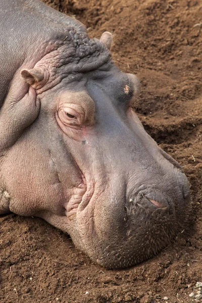 Resigned Hippopotamus — Stock Photo, Image