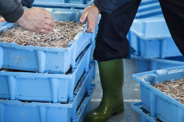 Подготовка рыбных коробок для рынка — стоковое фото
