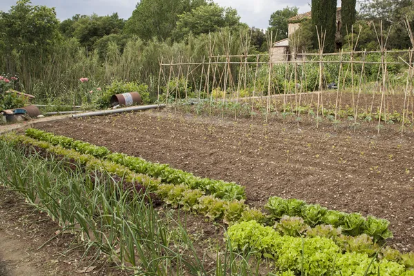 Organic vegetables garden — Stock Photo, Image