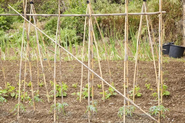 Tomato plants — Stock Photo, Image